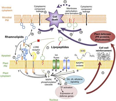 Biosurfactants in Plant Protection Against Diseases: Rhamnolipids and Lipopeptides Case Study